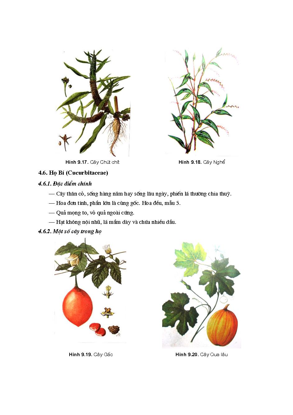 Thuc vat duoc p2.pdf